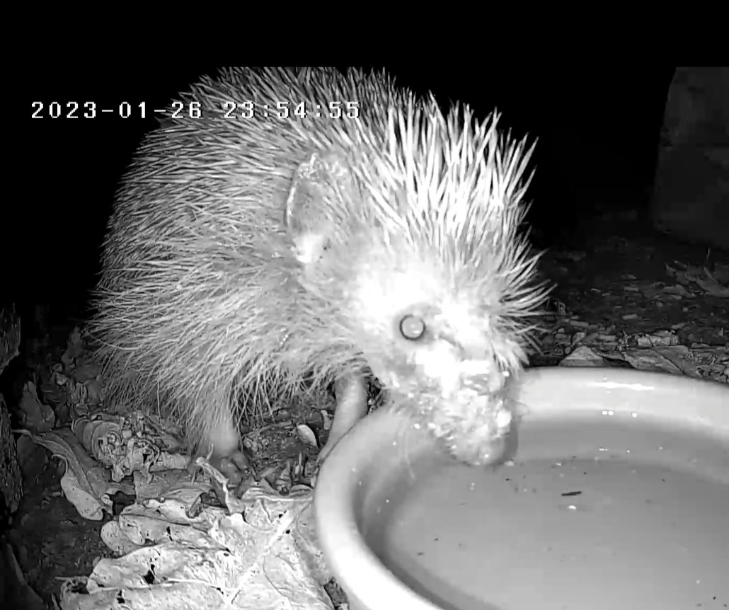 DHogwatch's tweet photo. Bit worried about our hog. I believe its last years hoglet who disnt hibernate.  It has a ticky nose and is quite thin but very active at night and eats and drinks its food. Any thoughts? https://t.co/Q6kirSdRkx