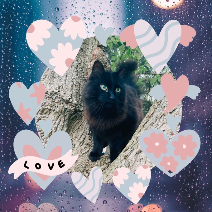 @razpberryramen #innocent level - #kitty ^^ https://t.co/khZ1f0PSId<a class="tags" target="_blank" title="On Twitter" href="/?out=eyJ0eXAiOiJKV1QiLCJhbGciOiJIUzUxMiJ9.eyJpYXQiOjE3MjE1MzA2NjMsImlzcyI6InR3cG9ybnN0YXJzLmNvbSIsIm5iZiI6MTcyMTUzMDY2MywiZXhwIjoxNzUzMDY2NjYzLCJyZWRpcmVjdF91cmwiOiJodHRwczovL3R3aXR0ZXIuY29tL3JhenBiZXJyeXJhbWVuIn0.Q48kxgatcnx2rhl9m4NyJYss1QE9lsZayv3TXVgEwBrXq9XTNK1Z70-qWITnbdrQS2LhGwpfw2wIEscOA43PEw">@razpberryramen</a><a href="/tag/innocent"class="tags">#innocent</a><a href="/tag/kitty"class="tags">#kitty</a>