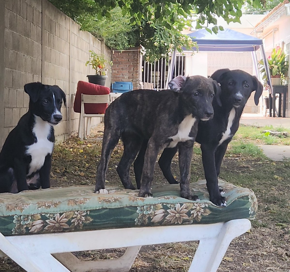 Estas bellezas fueron rescatadas juntos a su madre de la Fortaleza del Cerro por una veterinaria muy genia. Están en Veterinaria Corazón Azul, hoy los trajimos a jugar y correr mientras encuentran una familia que les de amor.