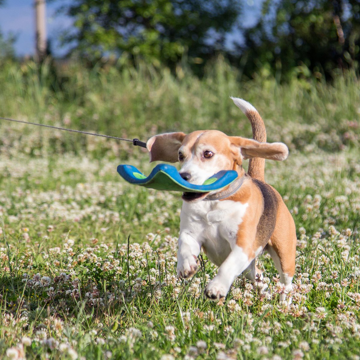 Happiness is running with a frisbee. 
#beagle #beaglelife @beaglefacts