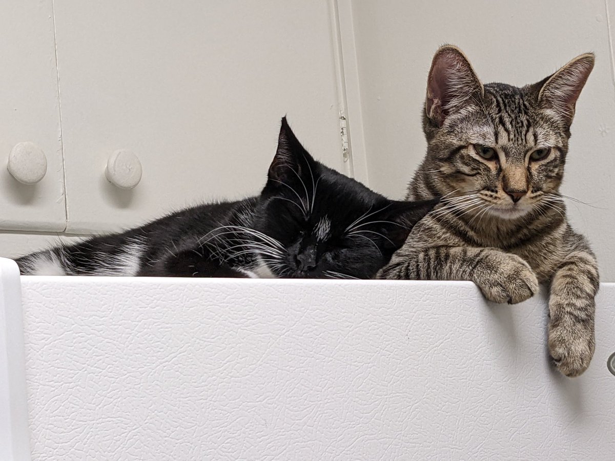 GregFreiler's tweet photo. @nathaliejacoby1 Any one of a number of adorable little cats looking for a home. So break on in! https://t.co/vywgiIQPAE