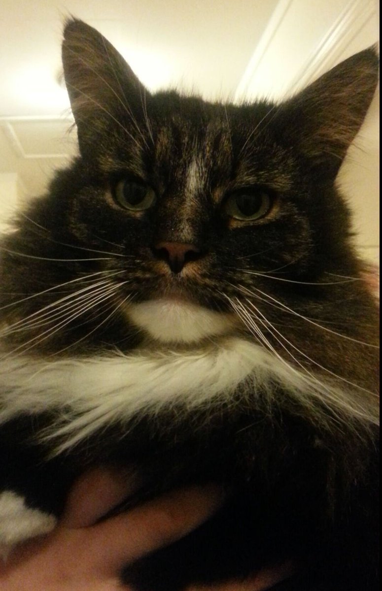 Vår gedigne pus Ozzy🐾 
Ble bare 8 år, men levde som en konge. Var gatas skrekk og skikkelig bølle før han ble kastrert. Men fortsatt like streng🖤😍 Savn..#animalrescue