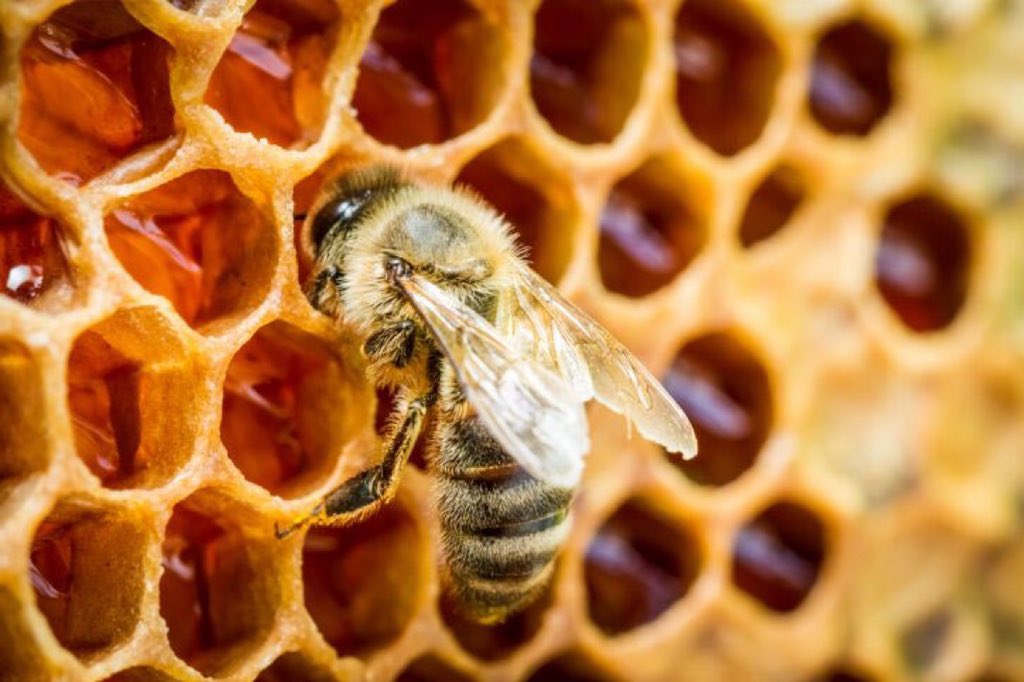 ruben_corella's tweet photo. #honey #honeybee #bee #bees #beeslover #mel #mele #miel #honeymoon #lunademiel #abeja #abejas #biene #abella #working #workingbee #obreras #nature #panal #dulce #sweet #swwets #veganfood #govegan #ecology #ecologie #ecologia #sundaytask #task #animals #fauna #lifestyle https://t.co/SQCQiTzf75