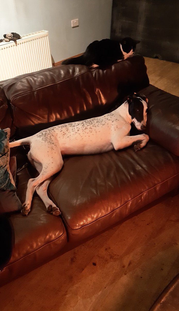 #lurcher even when it's too hot in front of the fire he struggles on 🔥 🤣