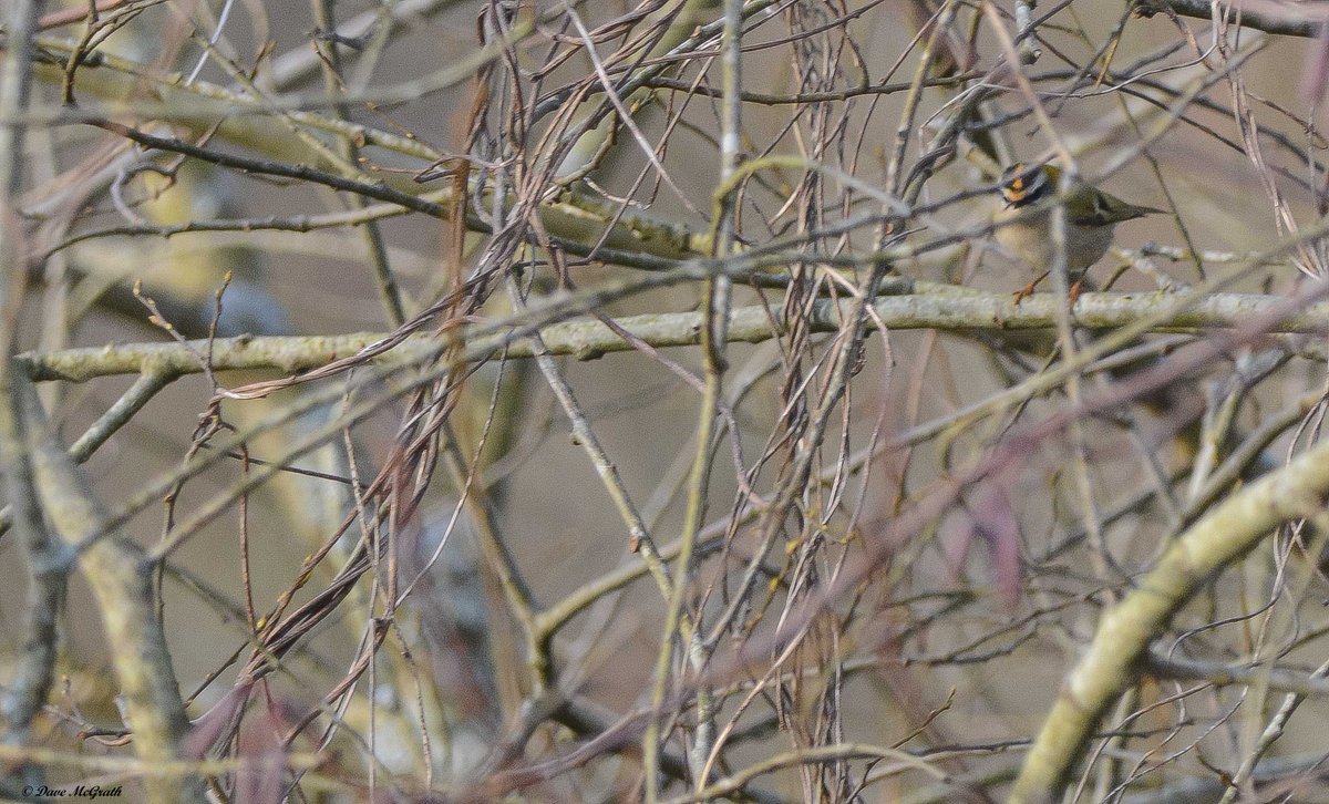 DavidMcGrath42's tweet photo. Tricky to pin down ,#Firecrest at the #Gearagh Cork this afternoon 28/1/23 .Thanks to @JohnnLynch for finding this little beauty in January..... https://t.co/5EUz9WBfGW