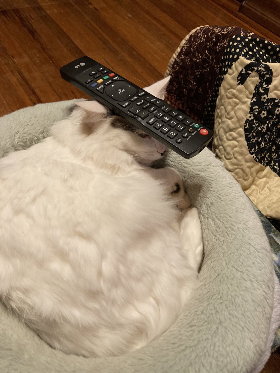 DontShowYourCat's tweet photo. the situation is under control https://t.co/E8cntZiAnY