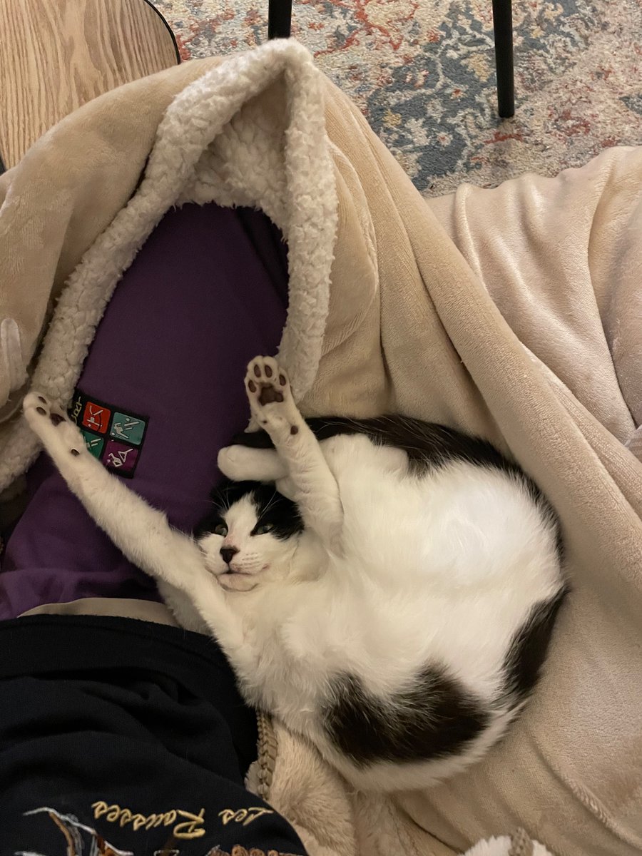 ninawk__'s tweet image. depuis tout à l’heure je fais que rire devant cette photo de mon chat