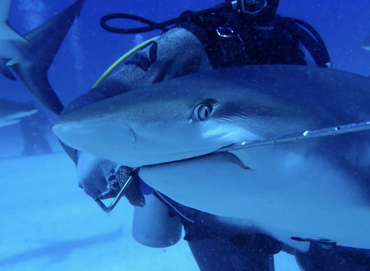 #mischievous #Discovery #sharks #クロロスデュエル #Bahamas #ครอบครัวหนึ่งเปอร์เซ็นต์