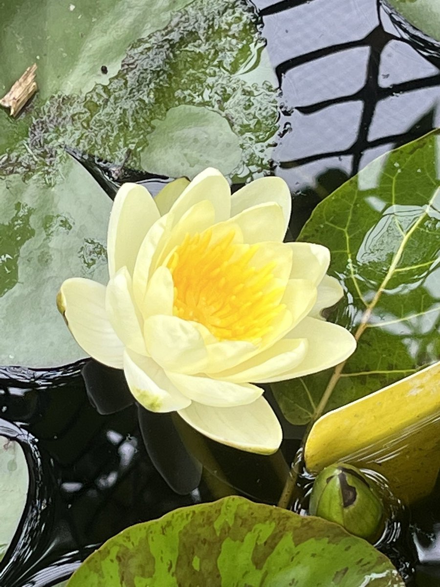 Another water lily flower in the chookyard! #happyplants