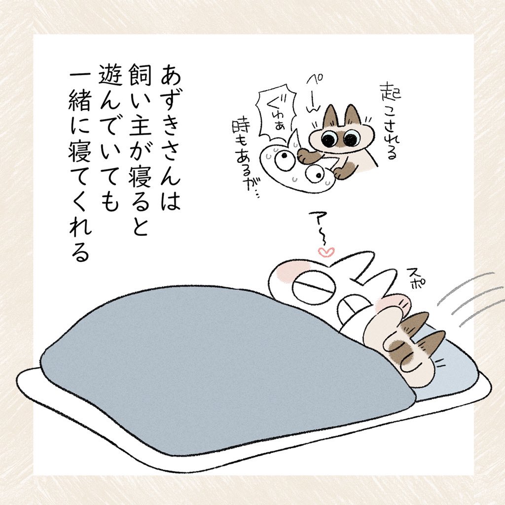 付き合いがいいあずきさん再 #シャム猫あずきさんは世界の中心 