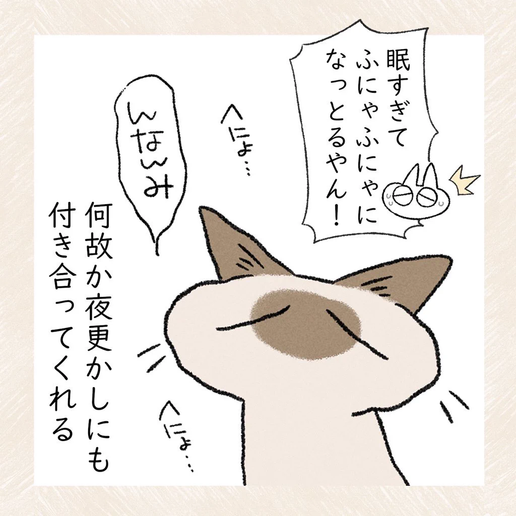 可愛すぎる･･･！一緒に寝てくれて、夜更かしにも付き合ってくれる愛猫のお話！