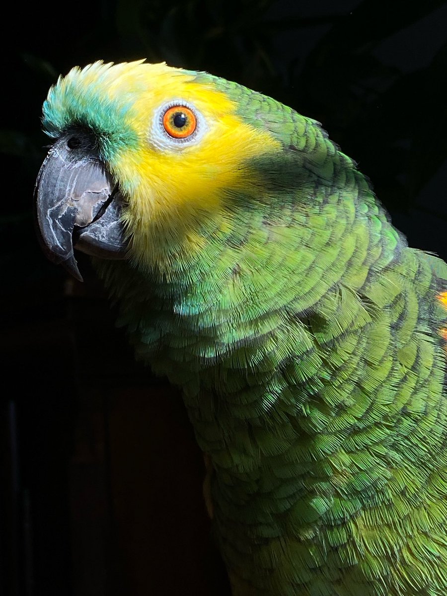 tracicarroll_'s tweet image. No filter needed with beautiful Boo. #boothebluefrontedamazon #bluefrontedamazon #amazon #amazonparrots #parrots #twitter #birds #tracicarroll #loveyourparrot #texasparrotrescue #saveaparrot #flockpower #beautiful #boo #animals #parrotcare