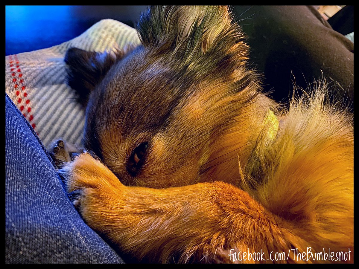 Touching my leg and peeking to make sure I don’t go anywhere…
🐶💤🤎🧡❤️
#dontworryWee #imrighthere #sleepychiweenie #sweetdreams