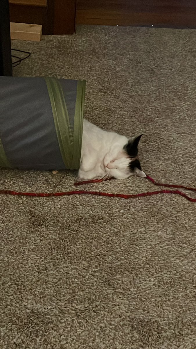 My silly Cinnamon. 9 years old. #CalicoCrew #Caturday #Calicos