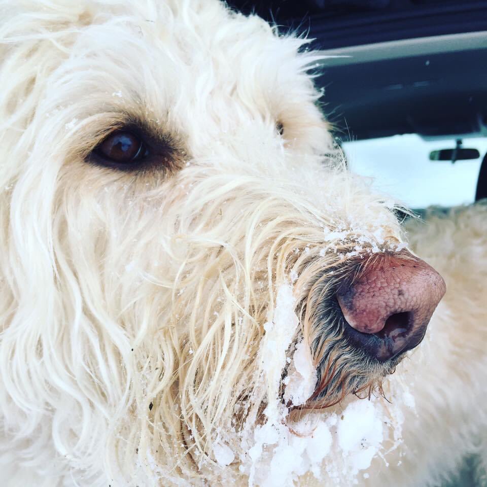 KellyDarbyson's tweet photo. @JesseAPaul I’m so sorry. I lost my girl unexpectedly a couple of weeks ago, I understand the pain and grief your family are going through. May your memories and love for Bonnie bring you peace. https://t.co/bbRpUWDAWt