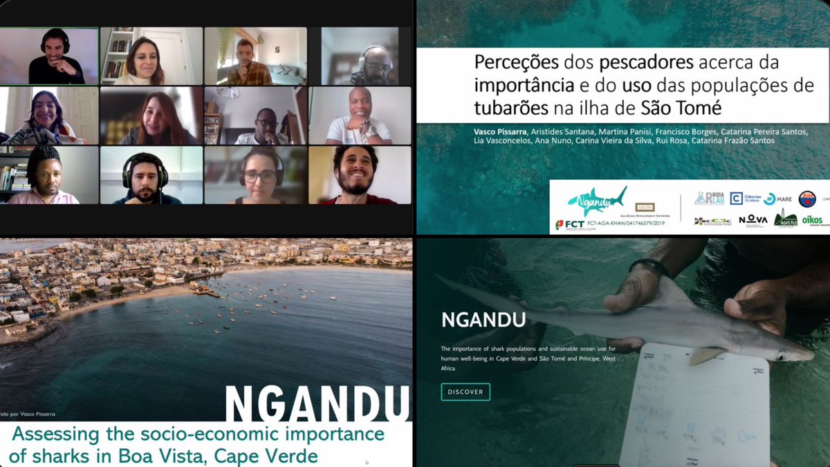 ProjectNgandu's tweet photo. After 1 year of #NGANDUproject, we had our progress meeting last week! It was a great venue to share the project progress and to discuss next steps. 2 more years to go!🦈🌊🌍 https://t.co/81z2s98xZP