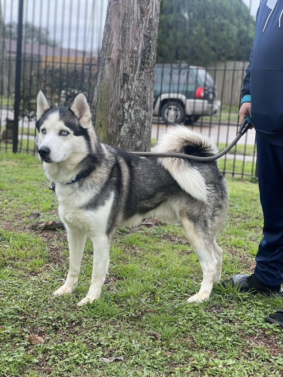 msmythic's tweet photo. My beautiful boy Maverick 💙🐾🦴 https://t.co/6ubb3RPgSQ