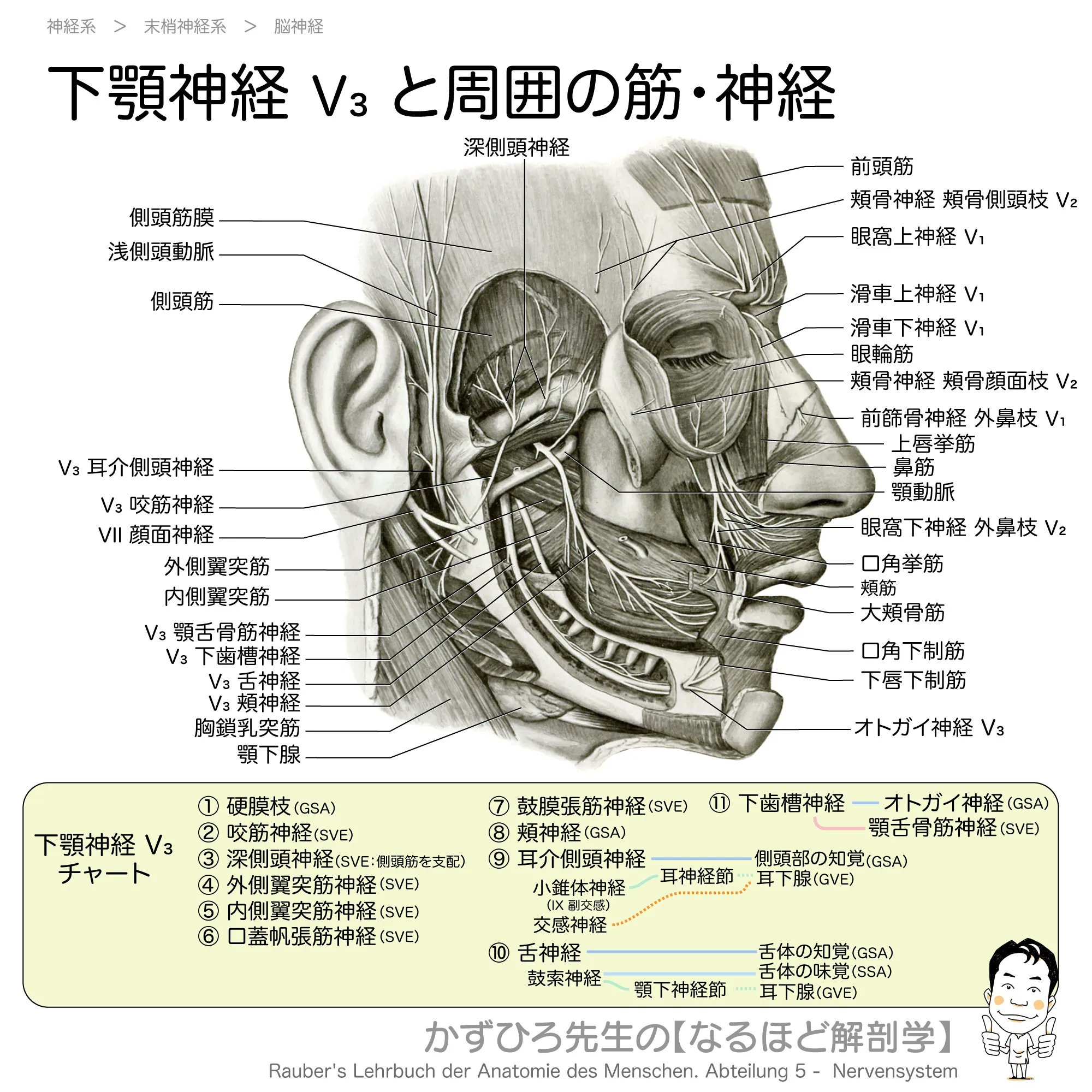 黒澤一弘(かずひろ)解剖学IT教育・指圧師・ラダック on X 黒澤一弘(かずひろ)解剖学IT教育・指圧師・ラダック on X