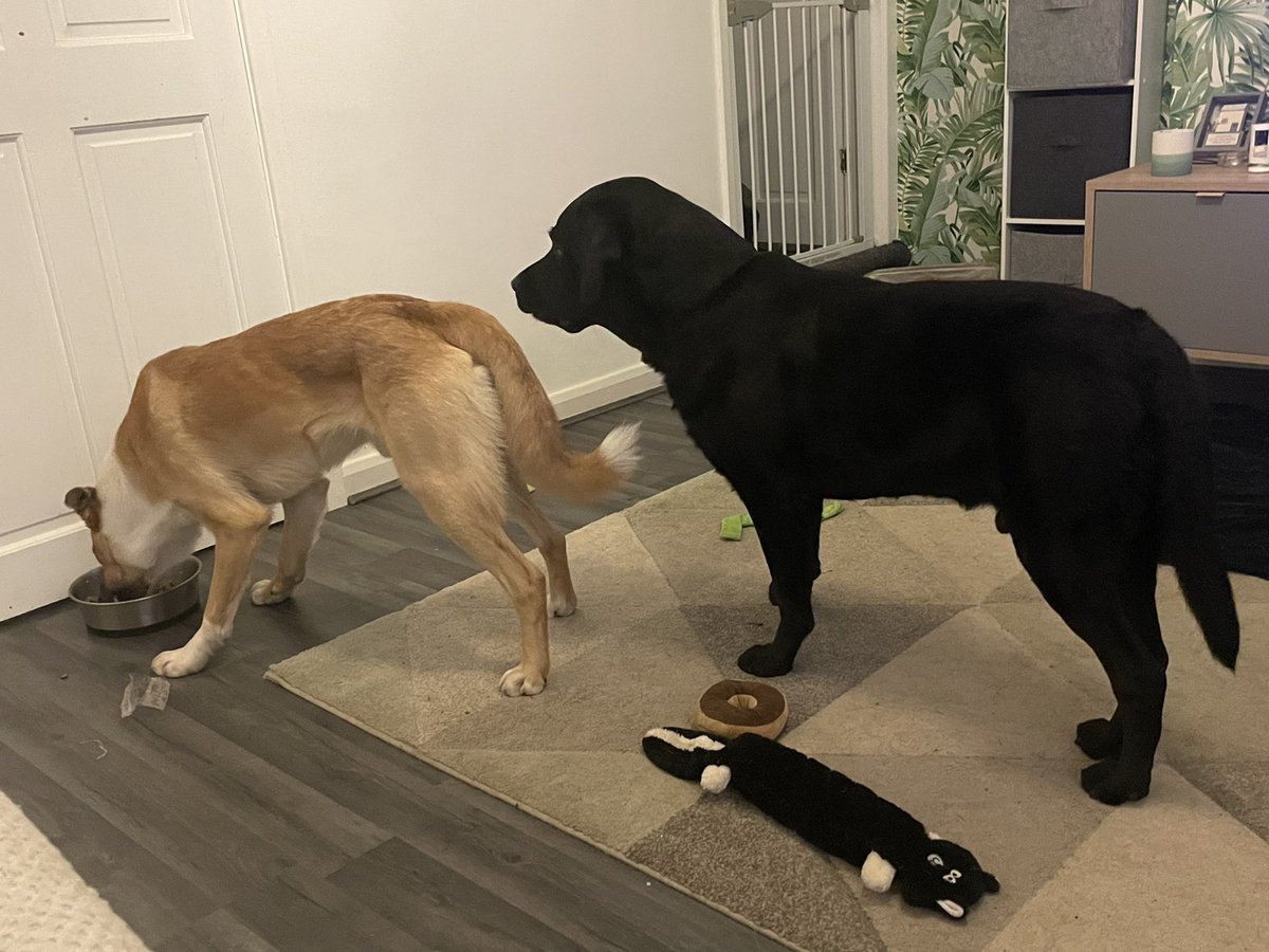 Ninafunsize's tweet photo. An orderly lunch queue for seconds. Jack dog - a greedy Labrador and Albie pup -  doesn’t care for finishing his dinner (and Jack knows it!) https://t.co/qMmraQNnqd