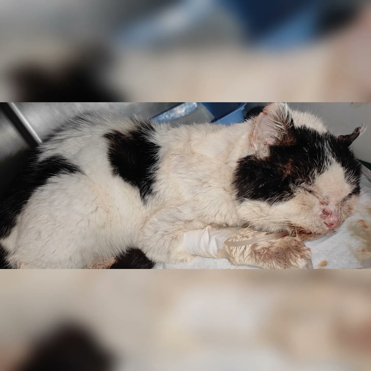 Felinos_Gabias's tweet photo. #MOFLI SIGUE INGRESADO CON PRONÓSTICO RESERVADO 😢🙏🏻❤️
#Granada https://t.co/X5ULSmUdAy