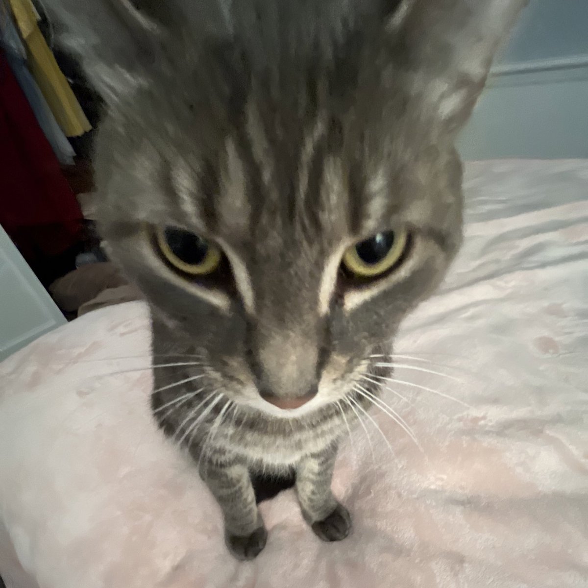 baekph0bic's tweet photo. why are you so ears 🤨 https://t.co/WPIBXxnBJW