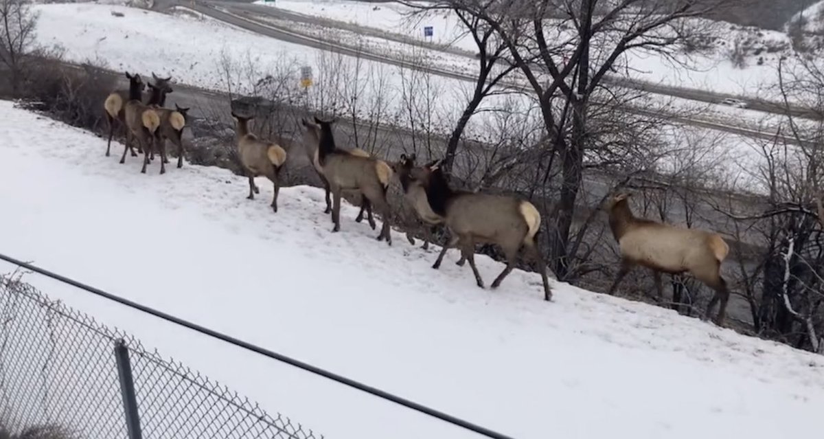 SLCScanner's tweet photo. #Breaking The herd of 60 #Elk are back on I-80/Foothill. Due to the heavy #snow they continue to migrate back in the same area. #DriversBeAware #ElkCrossing https://t.co/yqnEc497fC