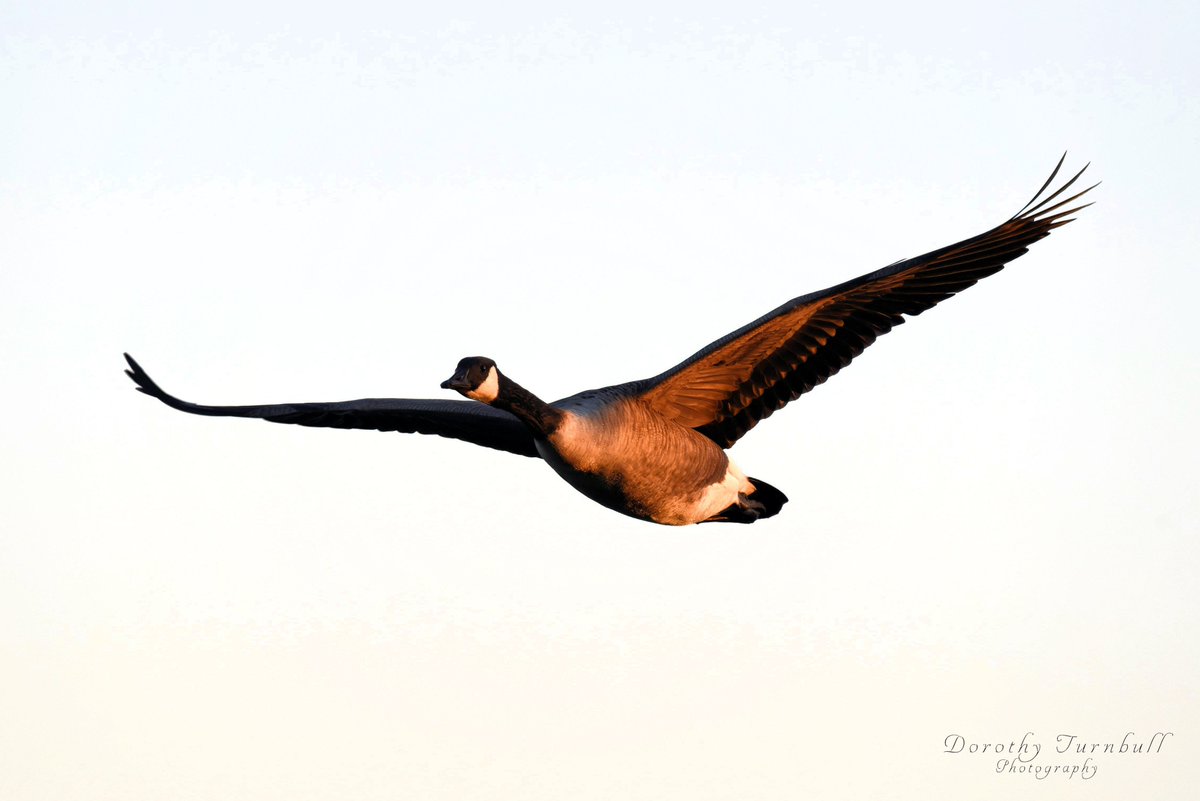 The sun was just right to hit this Canadian goose on the side to give it a nice rich golden glow. I do love the geese !!  #BirdsSeenIn2022 #Wildlifephotography #birds #naturephotography #flying