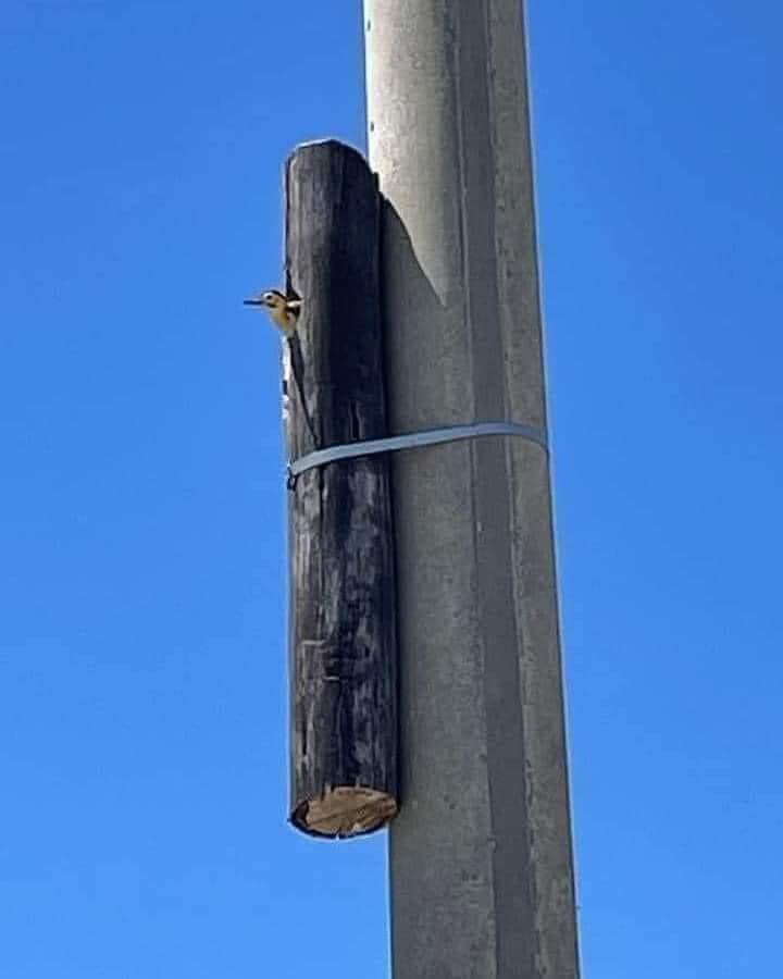 InformaCosmos's tweet image. Reemplazaron un poste de madera, pero decidieron mantener la casita de un pájaro carpintero.