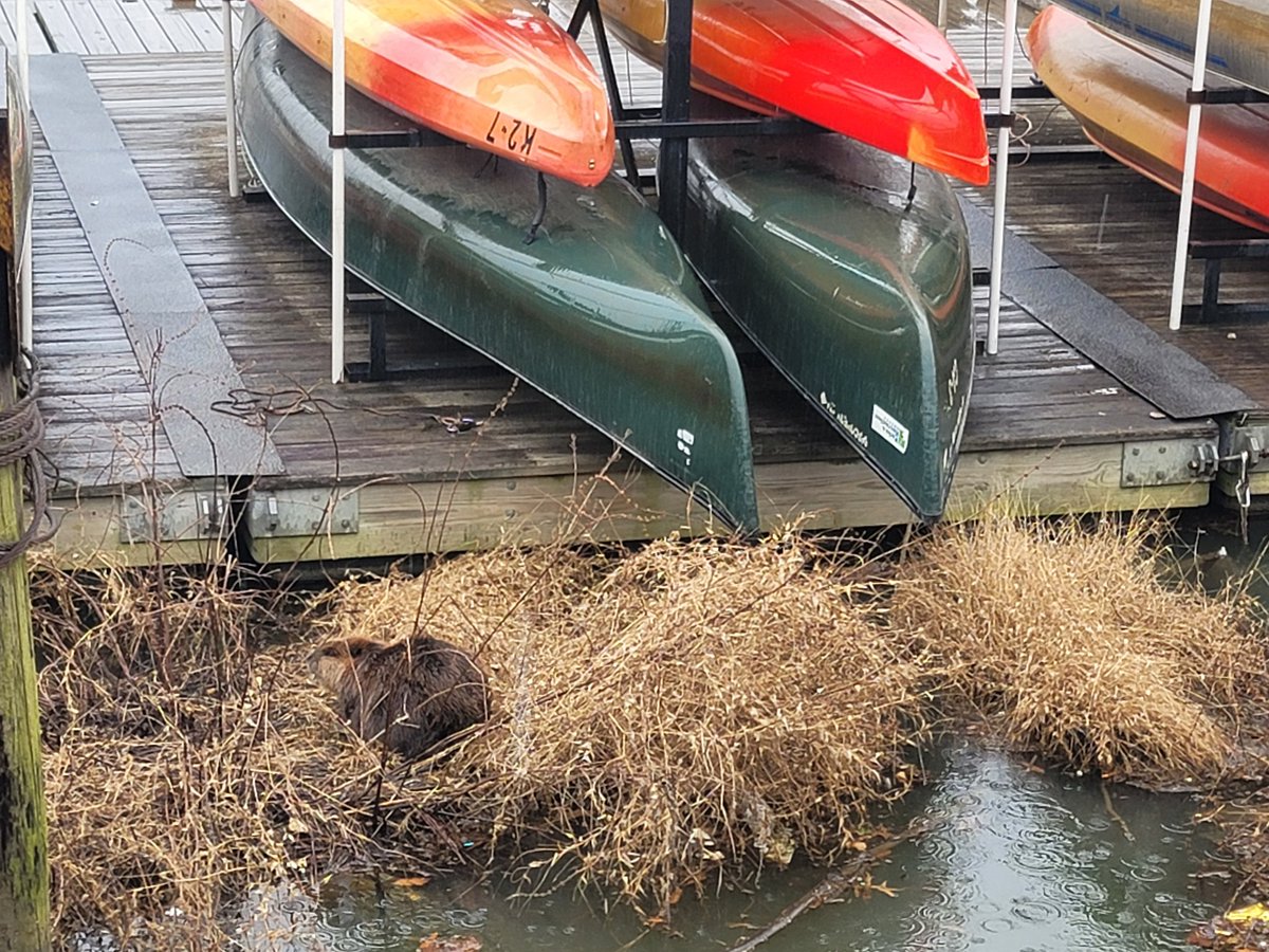 TjMakingwaves's tweet image. Guess who was chillin' on the floating wetlands at Bladensburg Waterfront Park?