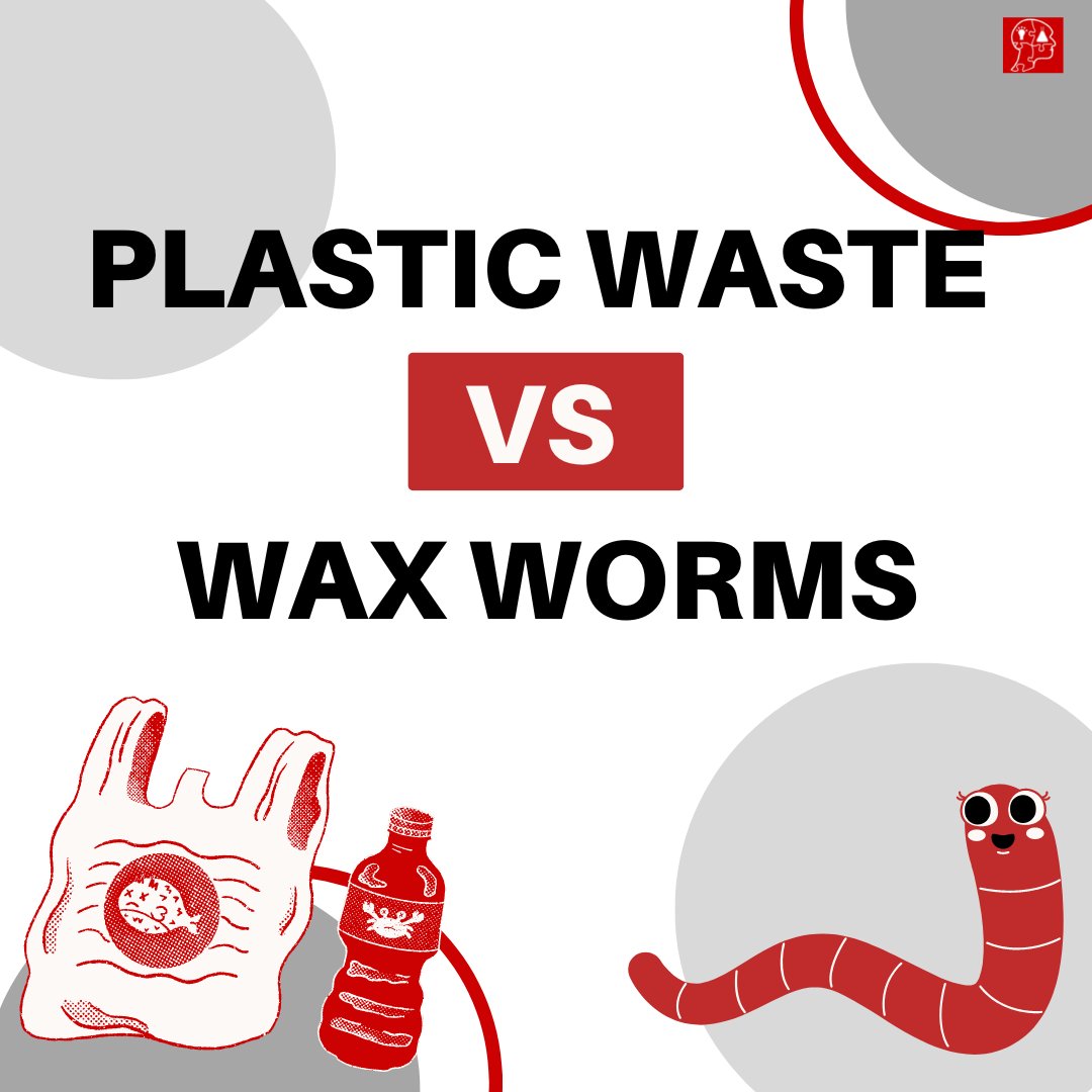 Young Scientists Journal on X: Plastic is made to be long-lasting and is  damaging to ecosystems. Wax worms, however, have two enzymes in their  saliva. The enzymes speed up chemical processes allowing