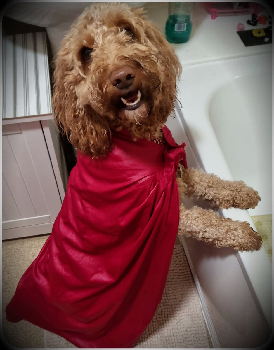 CherylAnnBoot's tweet photo. Ace sends love and hugs to you, hoping to cheer up anyone who needs it.

#DogsofTwitter #dogsoftwitter #Dog #cockapoo #cockapoosoftwitter https://t.co/lJIzcT6YdU