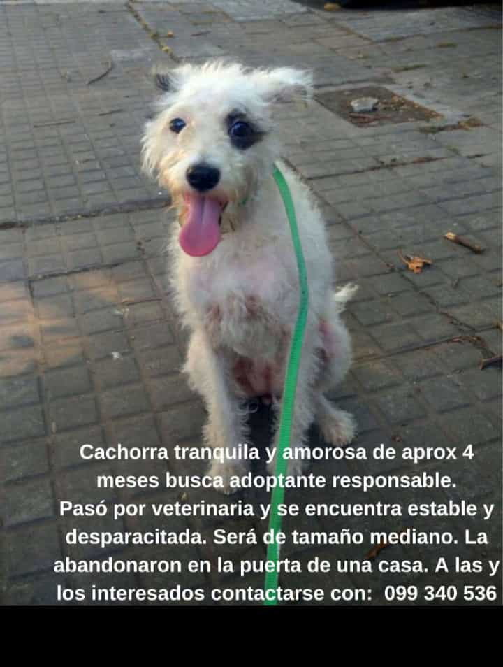 BerlinskiFlor's tweet photo. POR FAVOR
RT
OTRO CACHORRITO
BUSCA HOGAR
RT🙏 https://t.co/0uvhQqbUij
