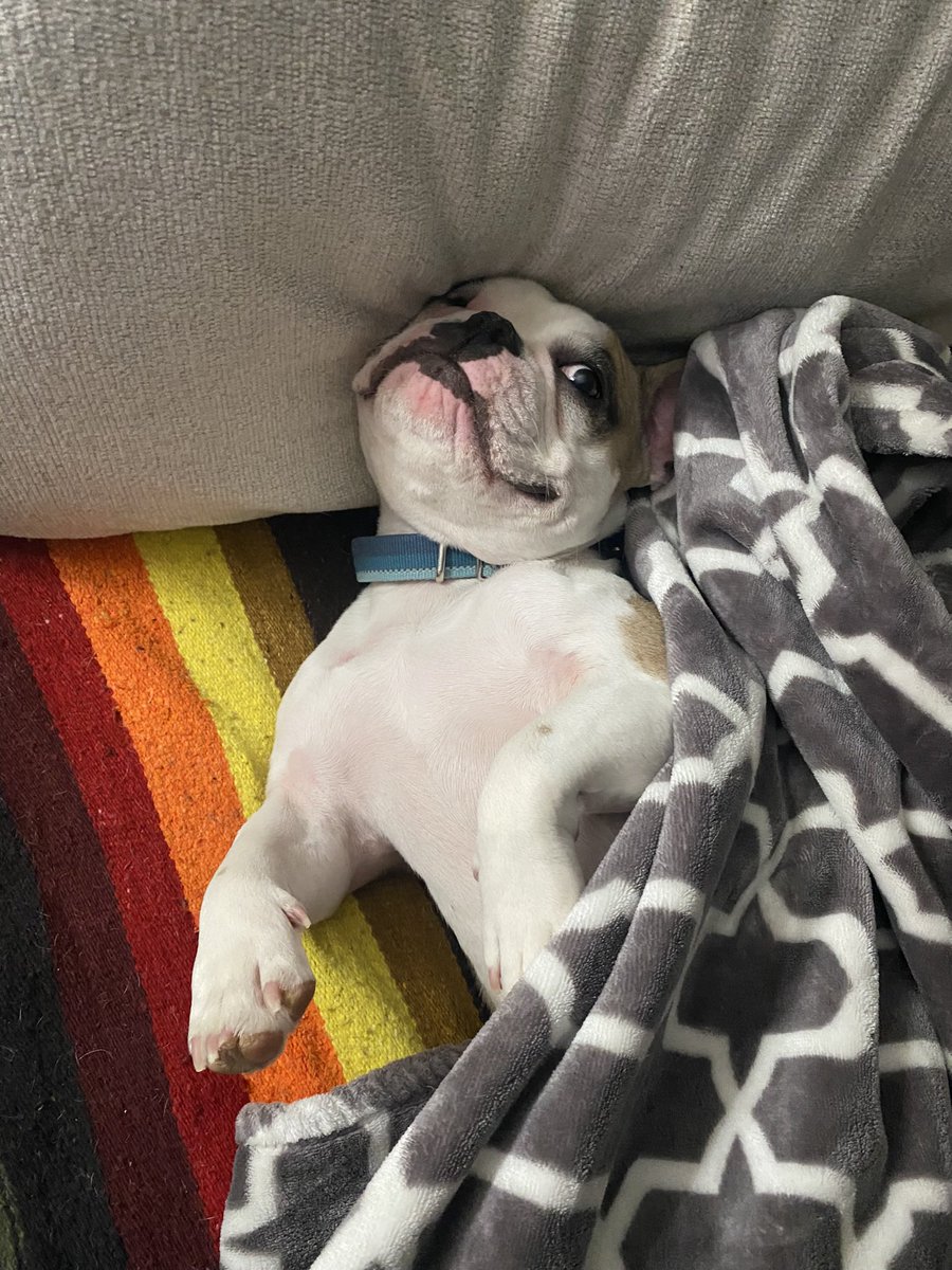 AshHeddy's tweet image. Why is he so cute and evil 😈