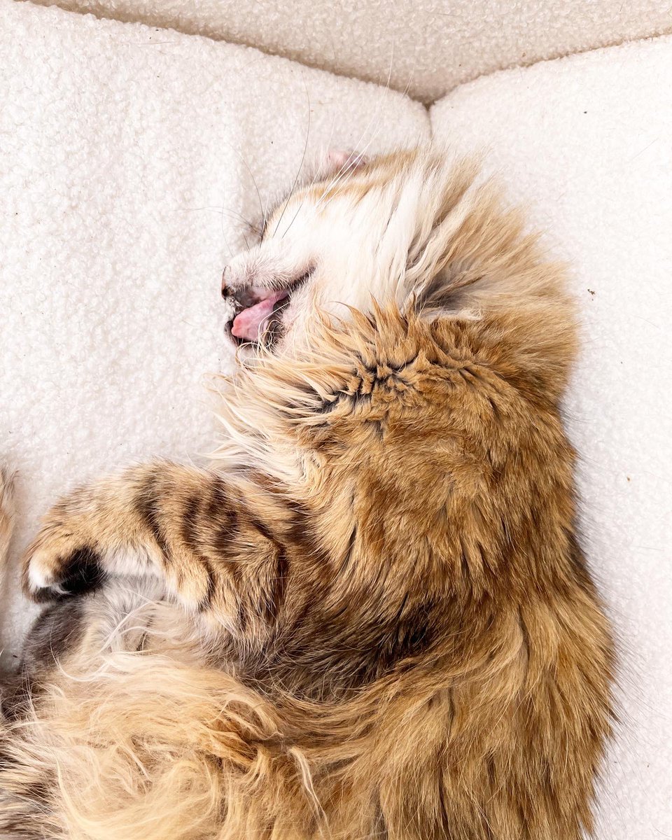 Sunday snoooooze #sundays #slowmornings #meow #disabledcat #rescuepets