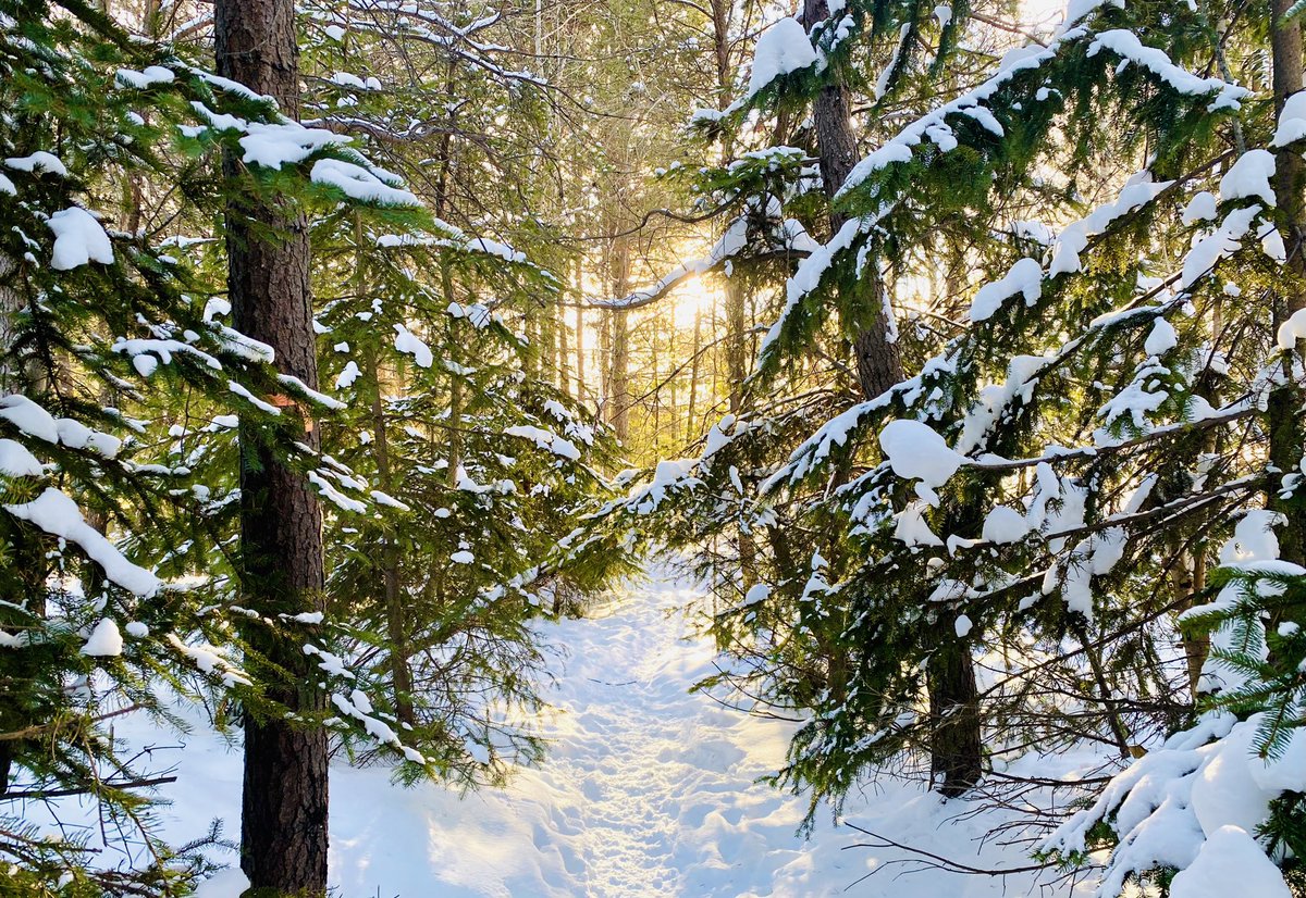 marykkeown's tweet photo. A beautiful afternoon for a walk thru the #FroodForest w #WingDog. The #shadows in my beloved #tree stand were brilliantly long and the #sun peeking thru #conifers was magical. Then we saw an iconic #SudburySunset - trees, #BlueSky, #smokestack and smelter lands. #GreaterSudbury https://t.co/nUazsX5l17