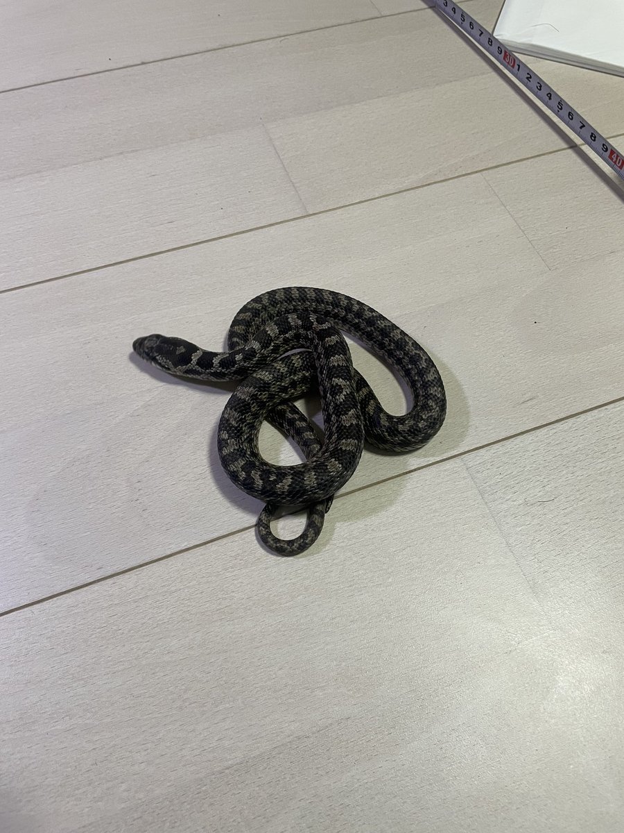 RepBebe's tweet image. 静岡レプタイルズショー二日目準備完了しました！
本日は関根勉さんがゲストでいらっしゃるので凄く楽しみです！
皆様のご来場お待ちしてます！