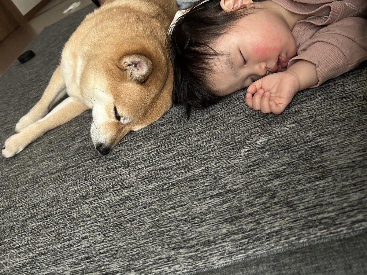 _matadecoco's tweet photo. 犬と寝る子 https://t.co/vXwOD1XljZ