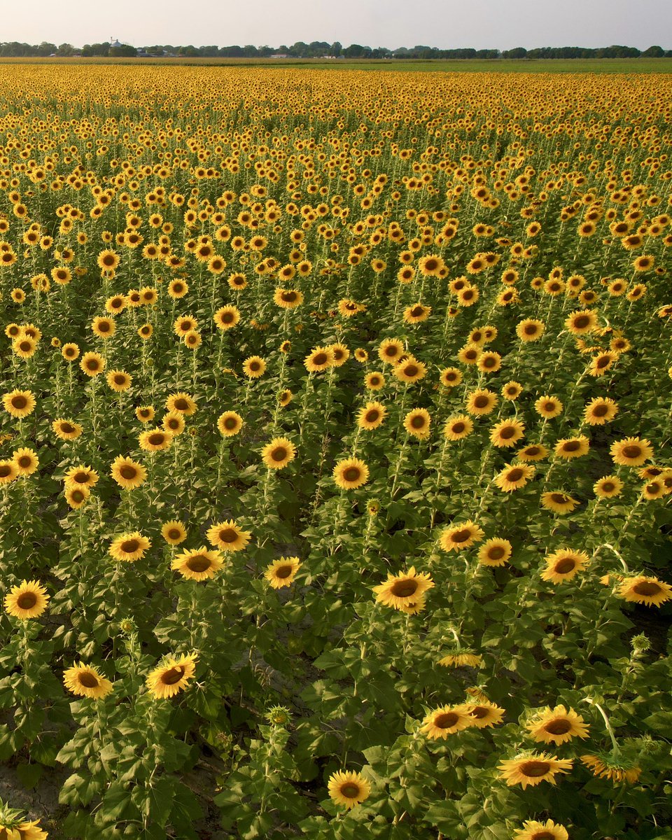 IsaiasLandaeta's tweet image. Conocí uno de los paisajes más bonitos de Venezuela: Los campos de girasoles de Playón, Portuguesa. Y este hilo es para echarles el cuento completo: