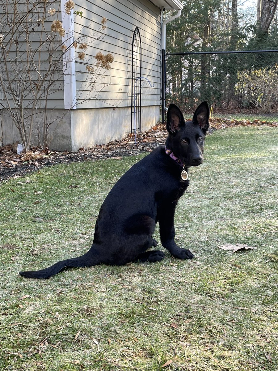 JustinOuellette's tweet photo. @OfficialOPLive Freyja is excited for tonight’s episode to start. She also wishes she was a police K9! #CanineOfTheNight

#OPLive #OPLiveNation #OnPatrolLive https://t.co/YFBHvRjPlL