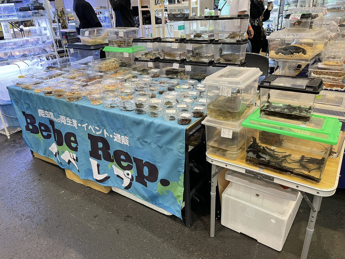 Beberep_F's tweet image. ２日目始まりました！
今日も1日宜しくお願いします。