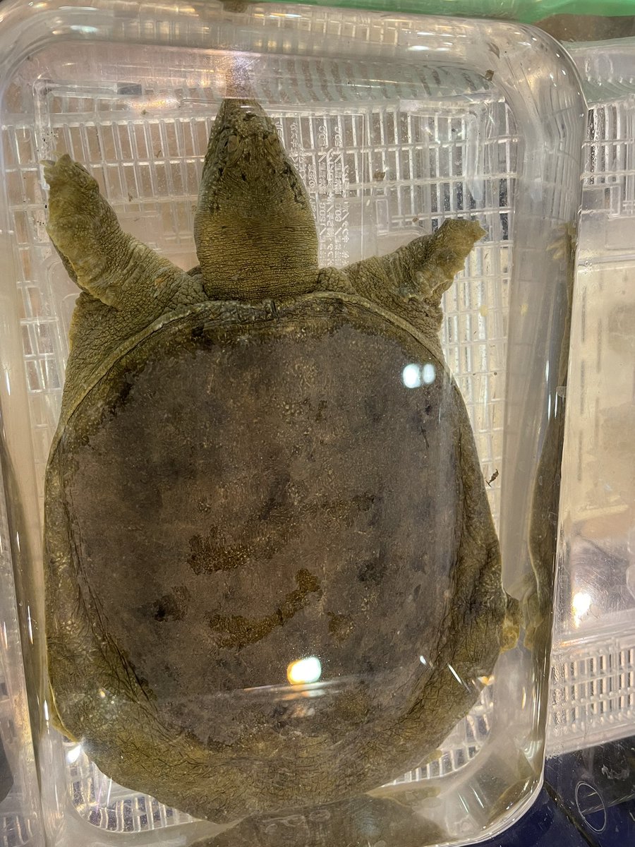 Beberep_F's tweet image. ２日目始まりました！
今日も1日宜しくお願いします。