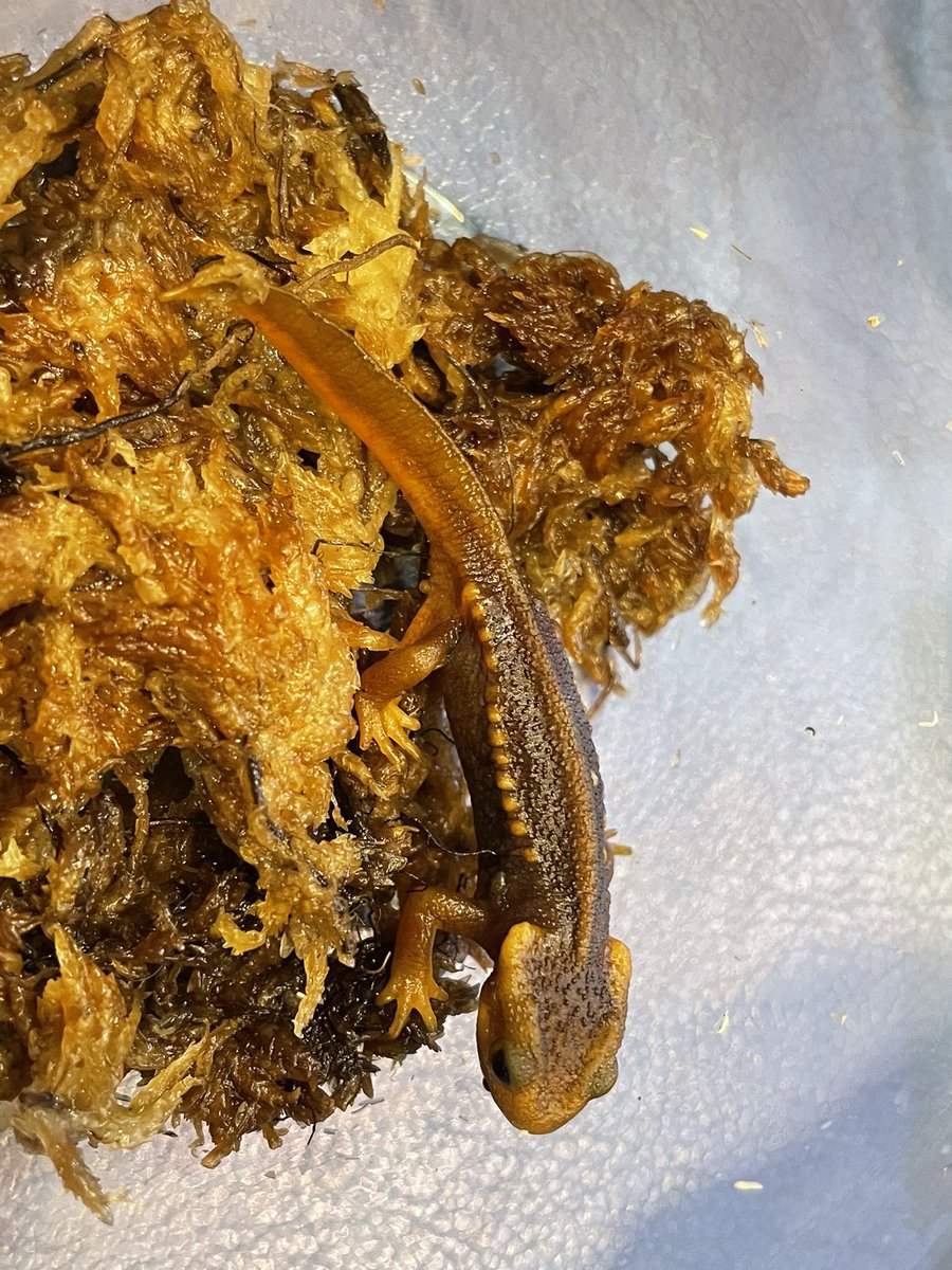 Beberep_F's tweet image. ２日目始まりました！
今日も1日宜しくお願いします。