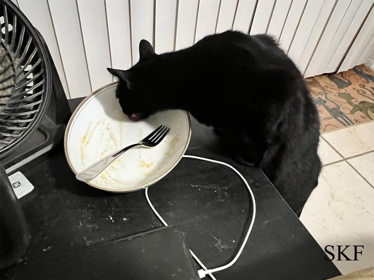 SkittlesFriends's tweet photo. Sabre: Don’t let it ever be said that I don’t help with cleaning the Dishes around here.
😻👅🍽️😹
#Caturday 
#HelpfulCat 
#PanfurSquad 
#CatsofTwittter 
#CatsatWork https://t.co/aP0ebfAh8l