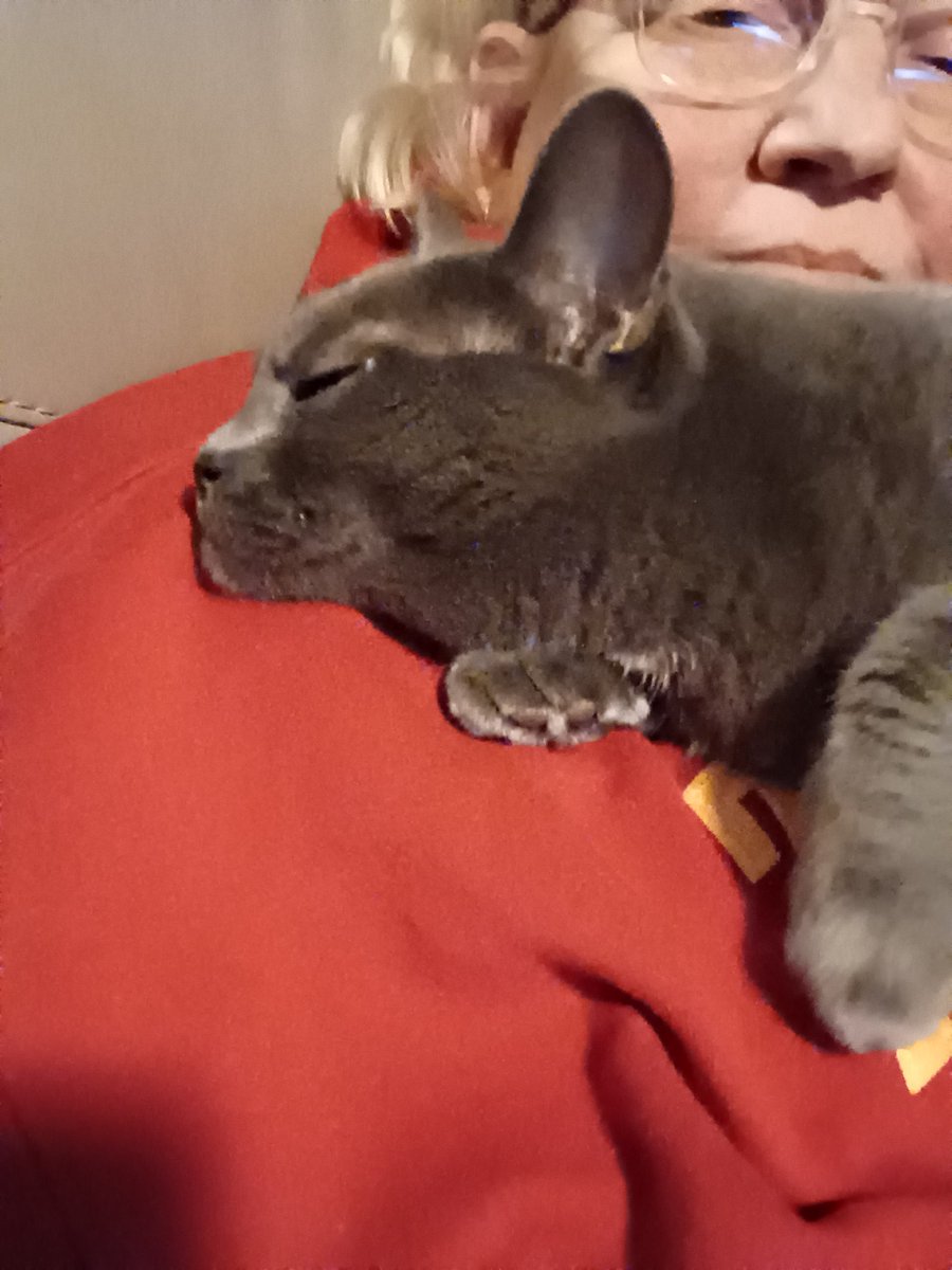 Ms_Worf's tweet photo. #OPLive I was just about to get my dinner, then this happened. I will not move until she let's me. https://t.co/wVMeQGJspE
