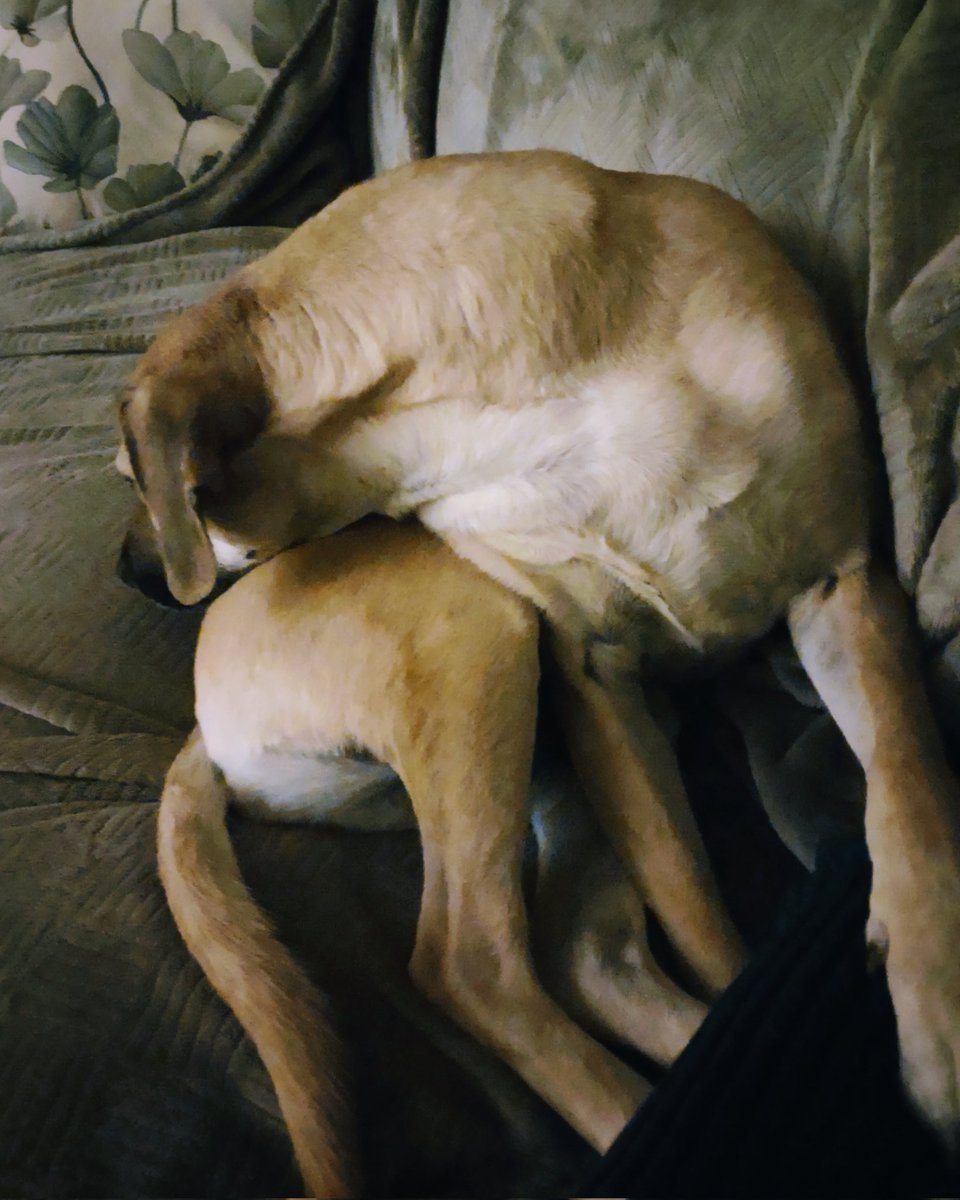 TenhatLB's tweet image. Claire's sleeping in this yoga pose I'll call a popover. 😆💞
#RescueDog #yogadog