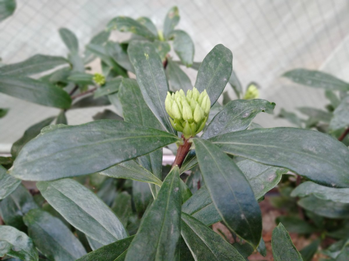 mocklenan's tweet photo. #沈丁花 じんちょうげ。
蕾ができていました。
あの芳香もまだ全くしませんね。 https://t.co/Oc9IDkTYft