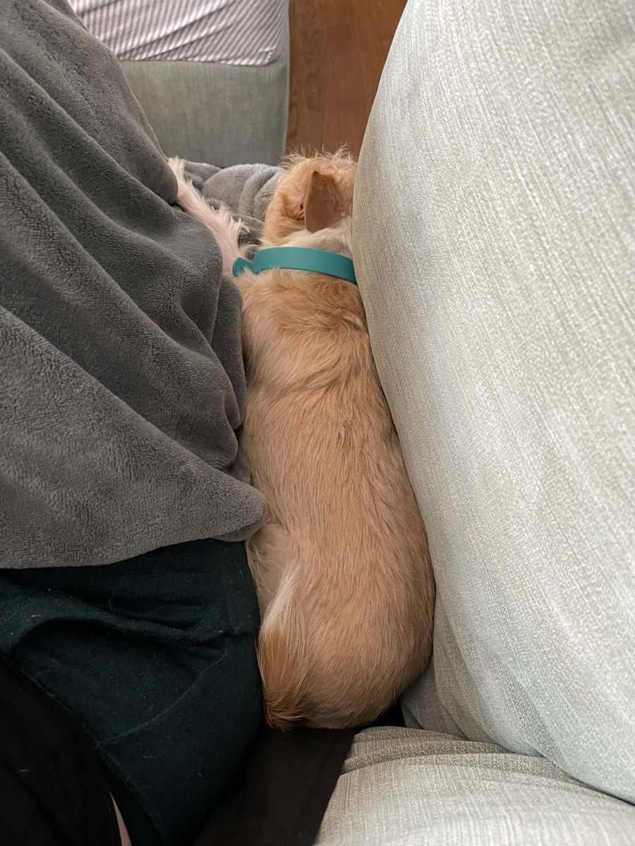 Recently Tate has decided that the best couch spot is directly next to my leg with the arm rest on the other side of the pillow.

So now I have to move over a little when I sit down to leave his spot open. 🤣