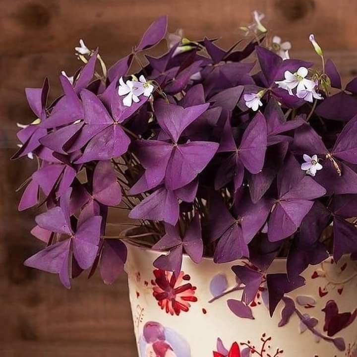 jinan_sa's tweet photo. نبتة الفراشات الثلاث 💜 🌱
"الشامروكس البنفسجي" Oxalis triangularis

 💜 جميلة بلونها البنفسجي الغامق وطقوسها تغلق في المساء و تفتح في الصباح 😍

مناسبة جدًا لكل الأماكن 🏠 🌿

للطلب | https://t.co/r5RFwQgoit https://t.co/t60TEOWlGz
