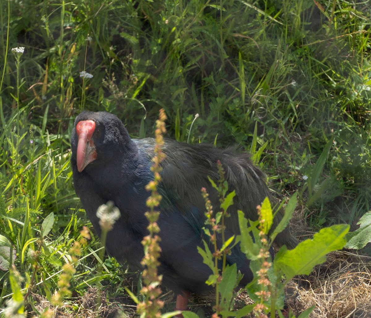 TTK_NZ1's tweet photo. Wildlife photography is not my forte quite pleased with this shot. Taken at the Te Anau bird sanctuary. #newzealand #takahe #teanaubirdsanctuary https://t.co/qjqjZRLwo2