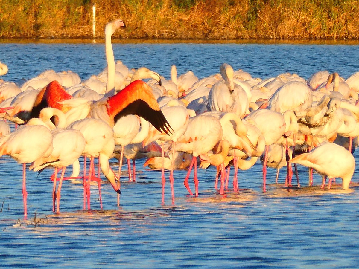 xusvalencia's tweet photo. La naturaleza es maravillosa 🦩 🦩
📸 29/1/23 #flamencos 💗💗💗
#Valencia @apuntoratge #Albufera https://t.co/hKnf331P6M